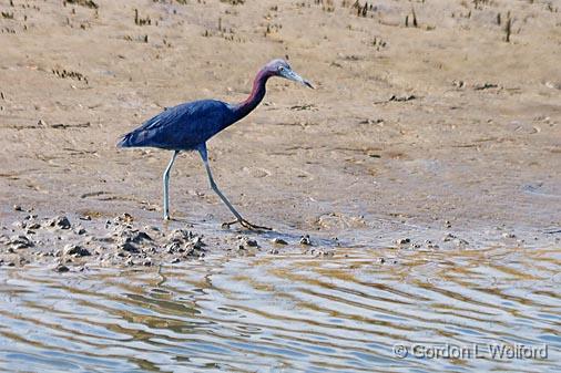 Little Blue Heron_28629.jpg - (Egretta caerulea)Photographed near Port Lavaca, Texas, USA.